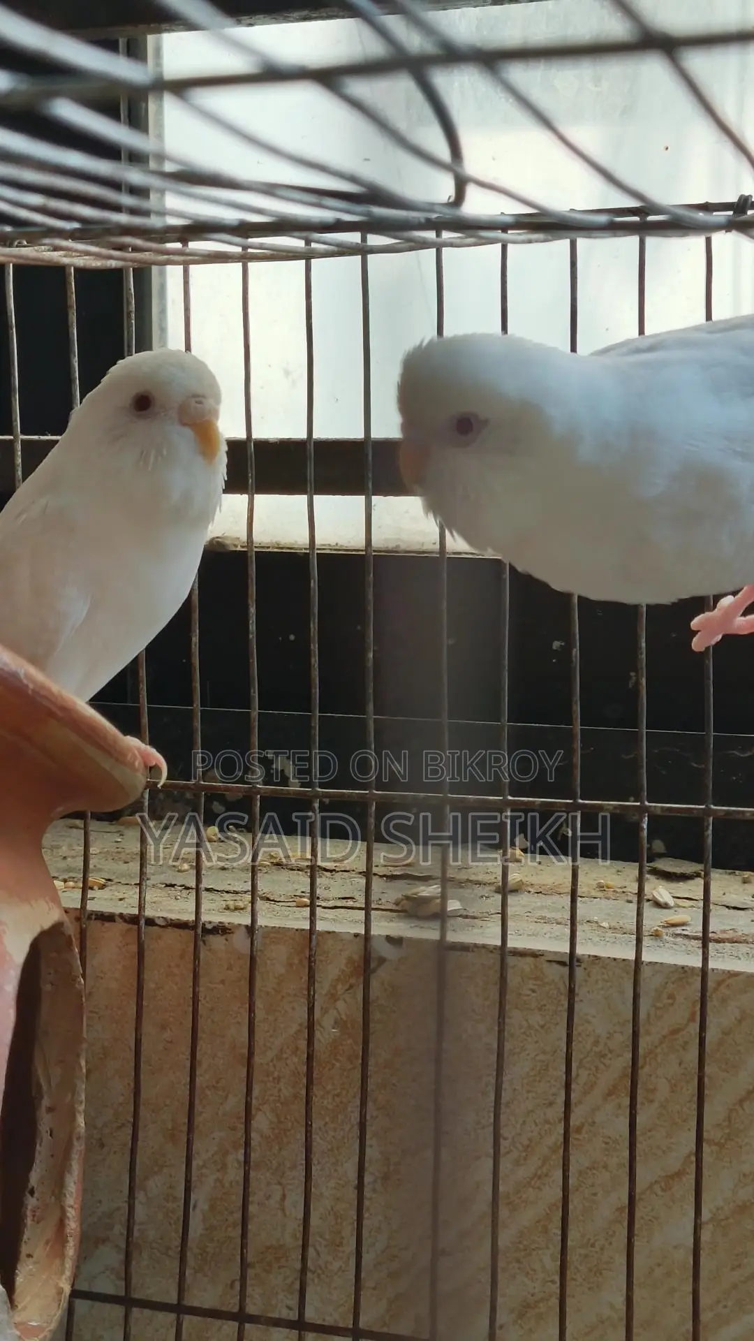 Budgerigar Bird