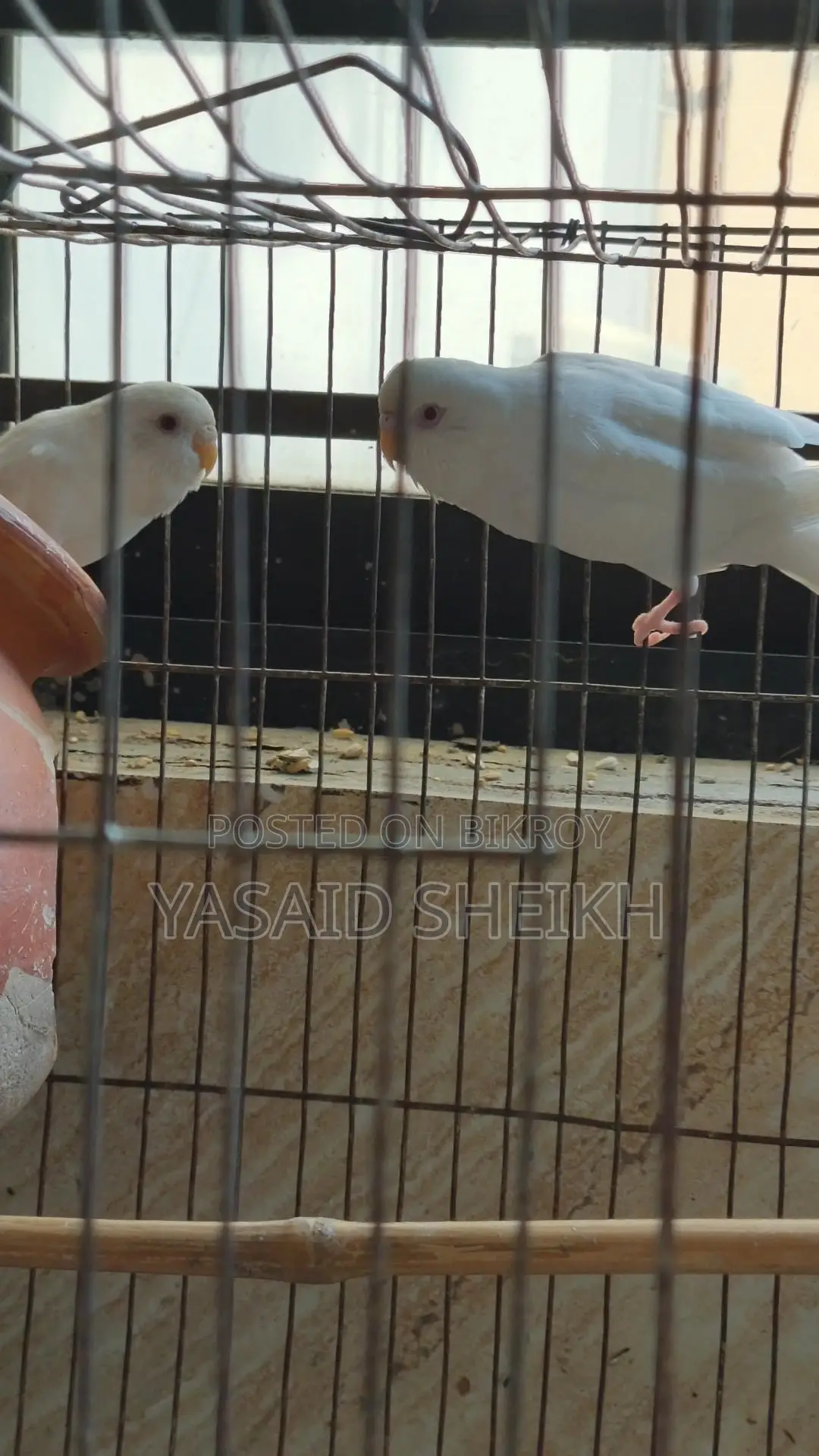 Budgerigar Bird