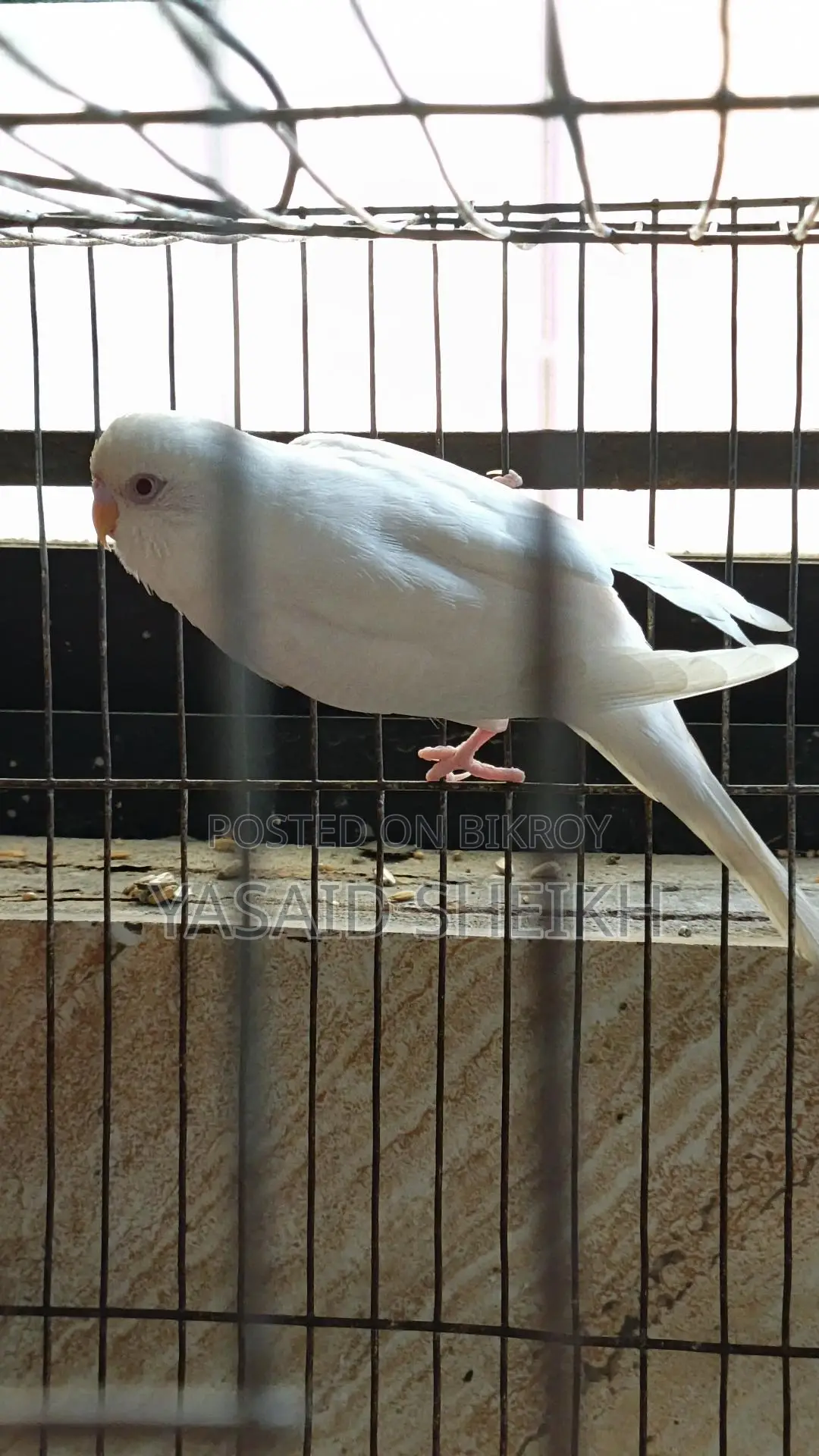 Budgerigar Bird