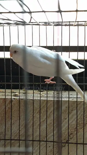 Budgerigar Bird
