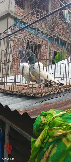 Royal Trading Pigeon