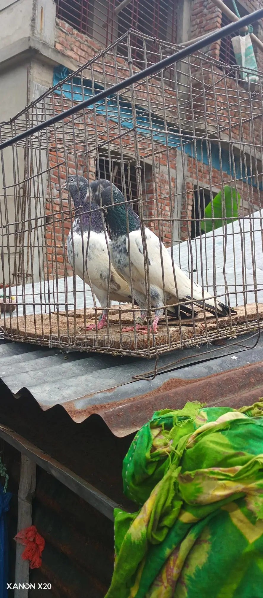 Royal Trading Pigeon