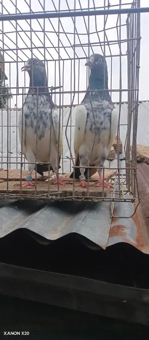 Royal Trading Pigeon
