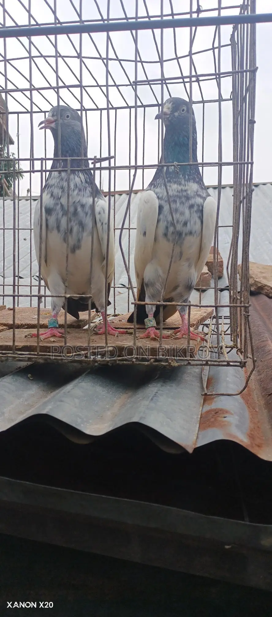 Royal Trading Pigeon