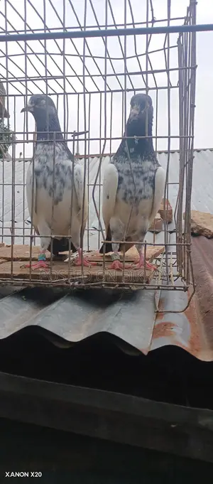Royal Trading Pigeon
