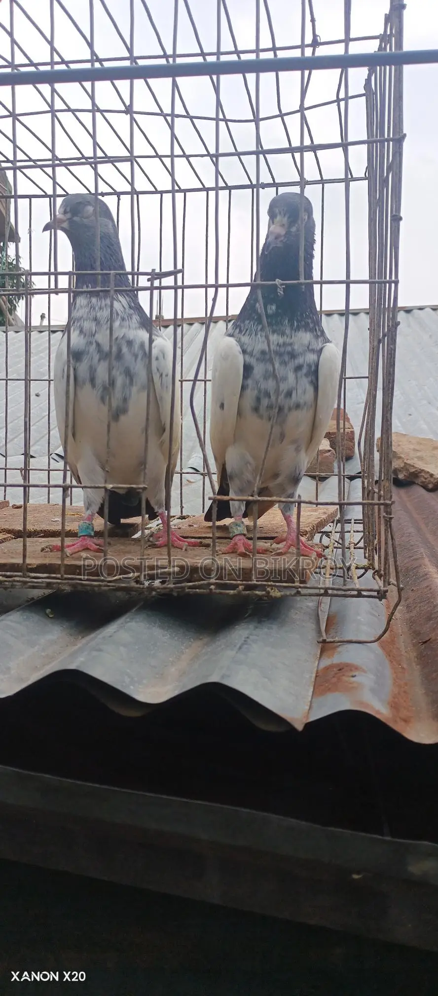 Royal Trading Pigeon