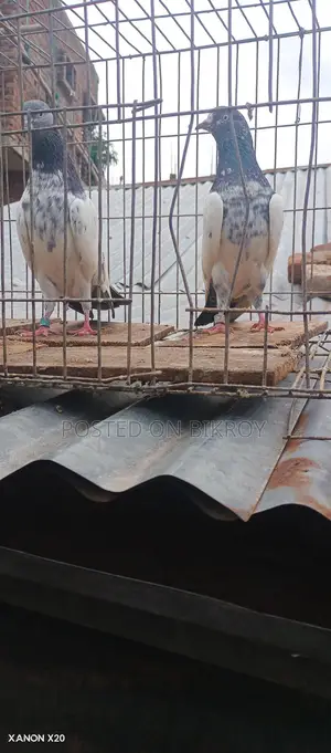Royal Trading Pigeon