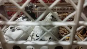 Pigeons