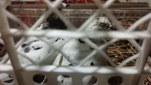Pigeons