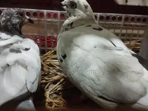 Pigeons