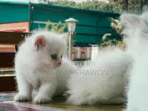 বিশুদ্ধ পার্সিয়ান ফিমেল কিটেন