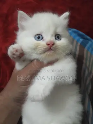 Pure Persian female kitten