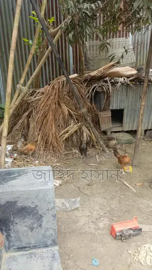 কক মুরগী