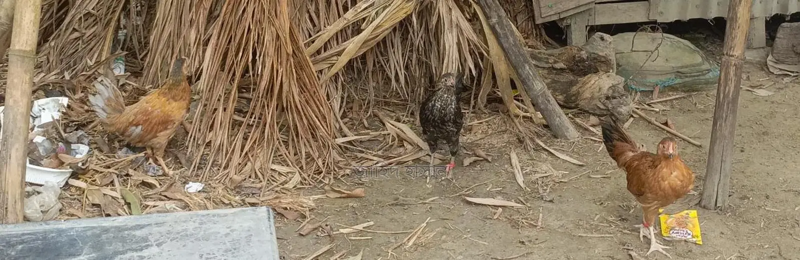 কক মুরগী