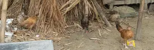 কক মুরগী