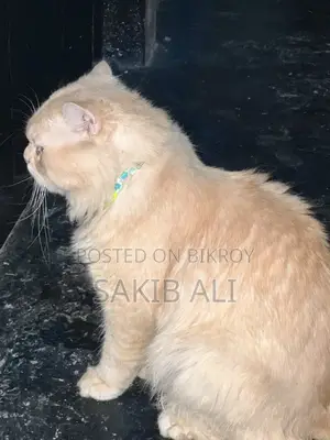 Persian Cat