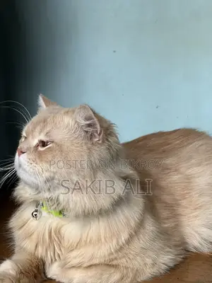 পার্সিয়ান বিড়াল