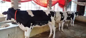 ৩টি বকনা বাছুর গরু বিক্রয় ।(১১৯৫ নং)