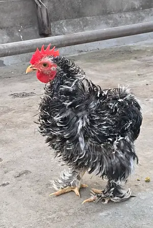 ফ্রিজেল মোরগ