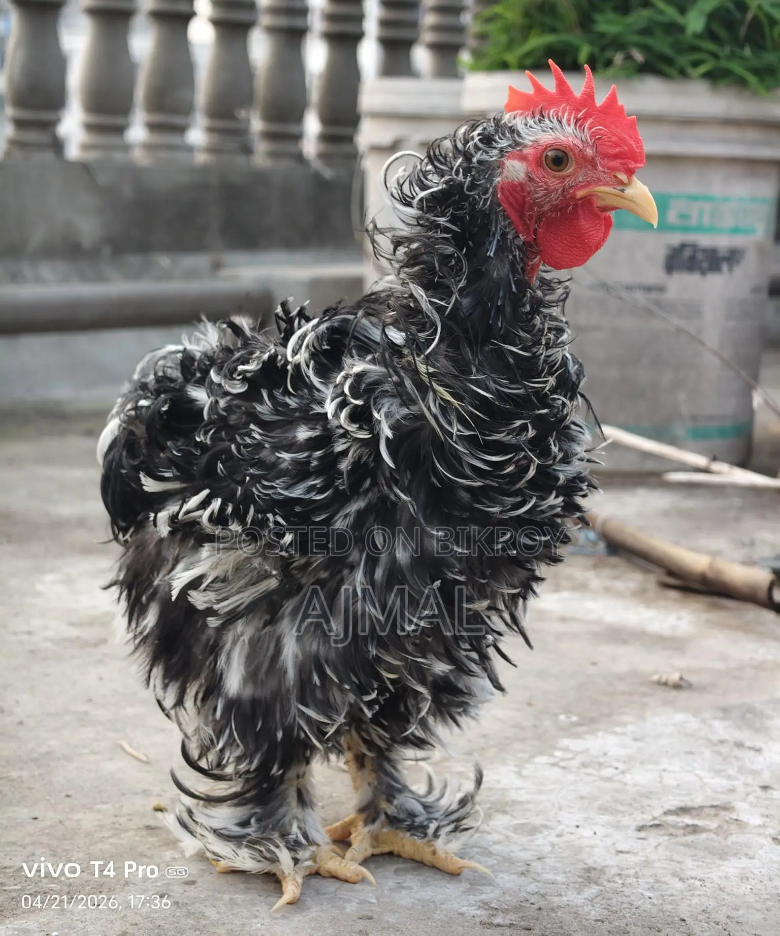 Frizel Rooster