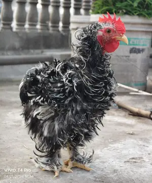 Frizel Rooster