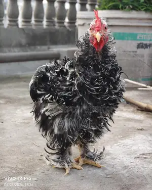 Frizel Rooster