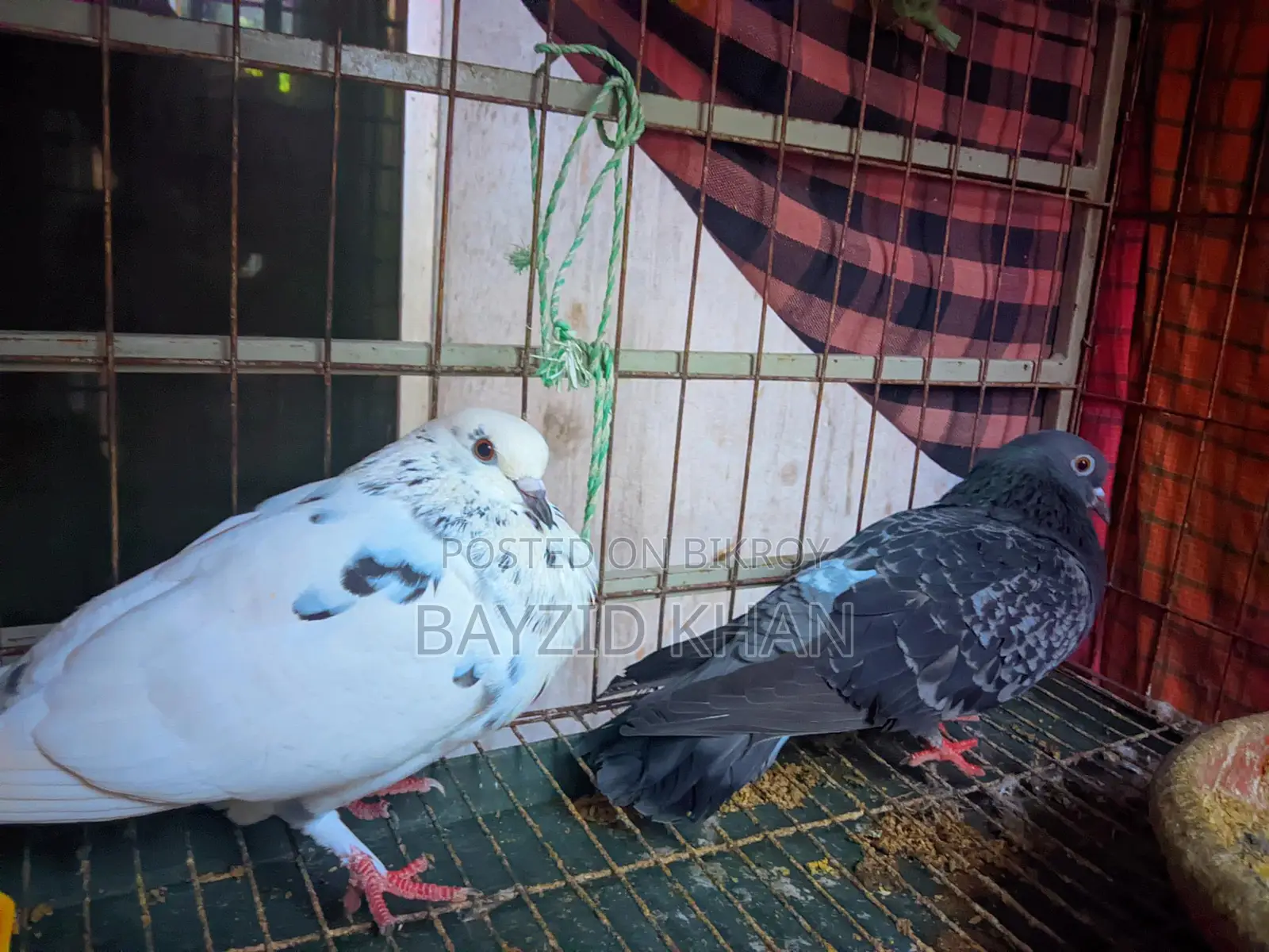 Fancy Pigeons