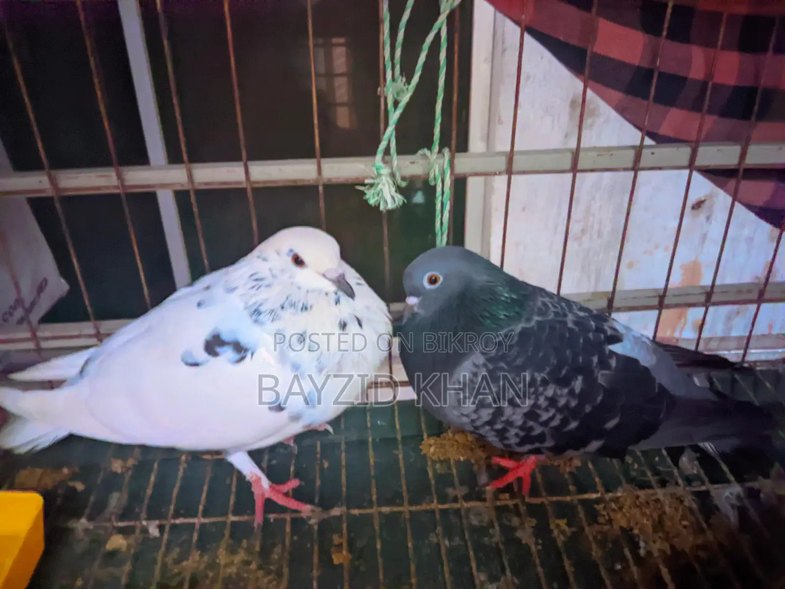 Fancy Pigeons