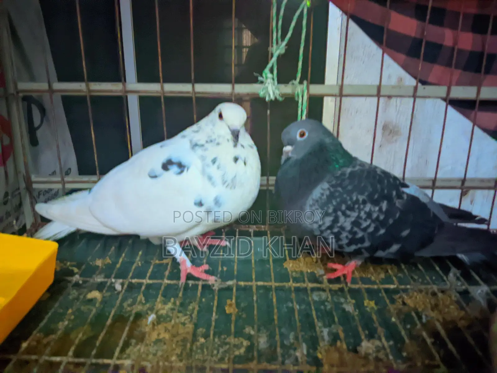 Fancy Pigeons