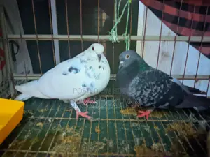 Fancy Pigeons