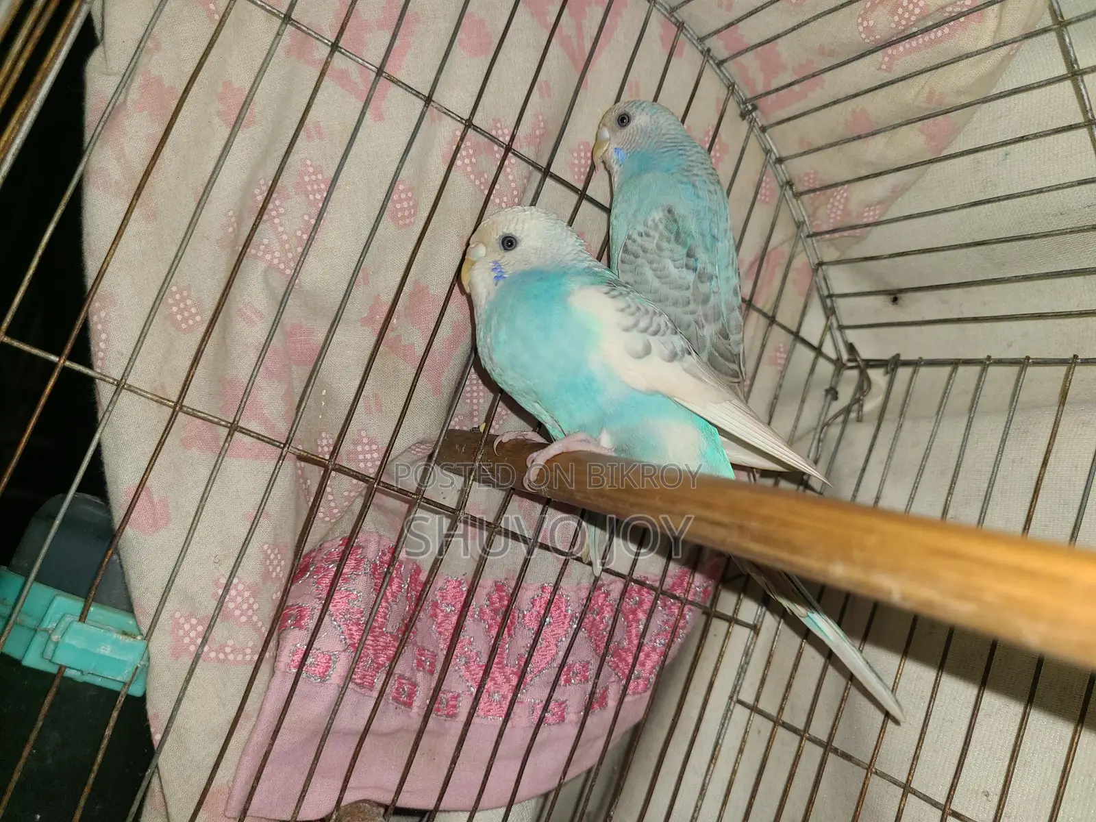 Budgerigar Birds