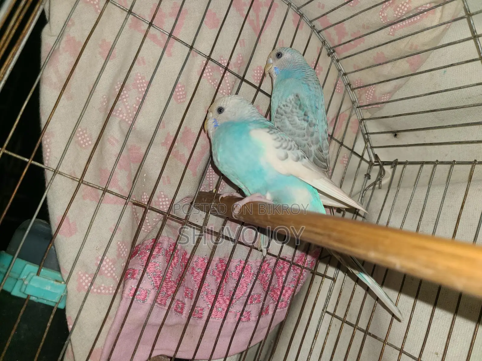 Budgerigar Birds