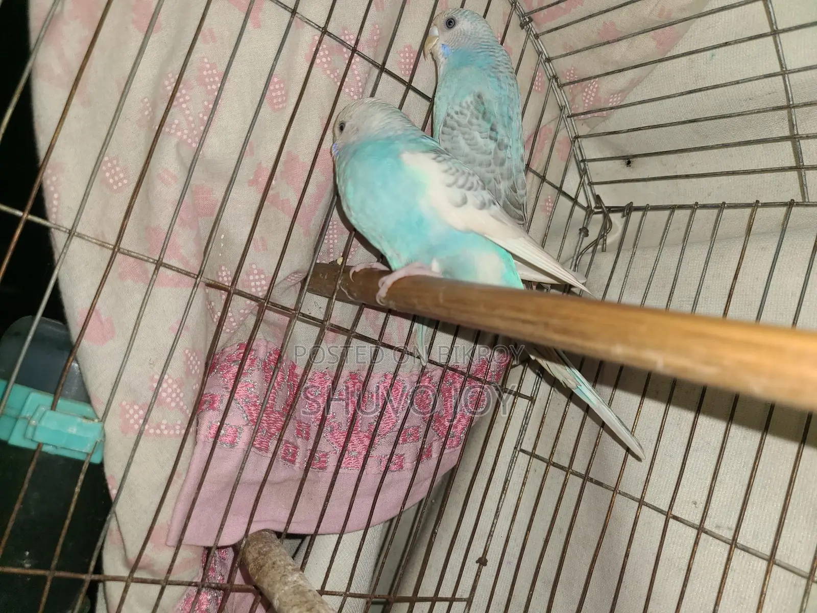 Budgerigar Birds