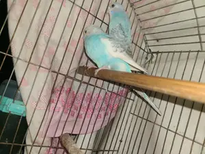 Budgerigar Birds