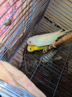 Budgerigar Birds
