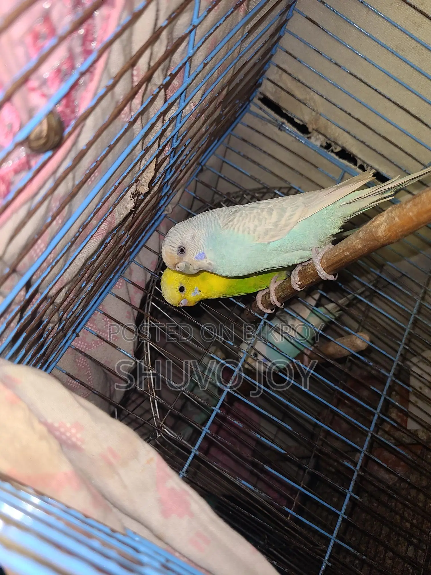 Budgerigar Birds