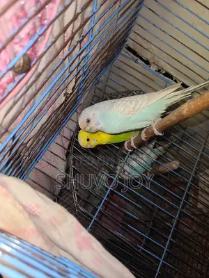 Budgerigar Birds