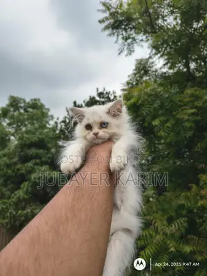 অড আই ফিমেল