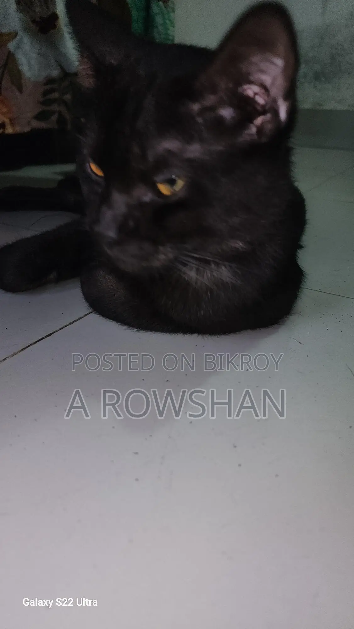 বিড়াল