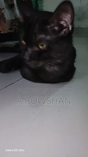 বিড়াল