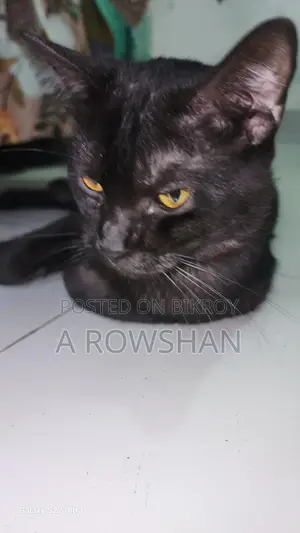 বিড়াল