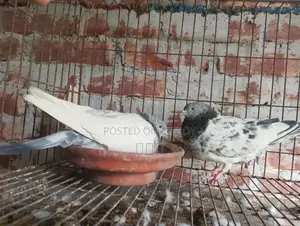 গোল্ডেন রানিং সেট