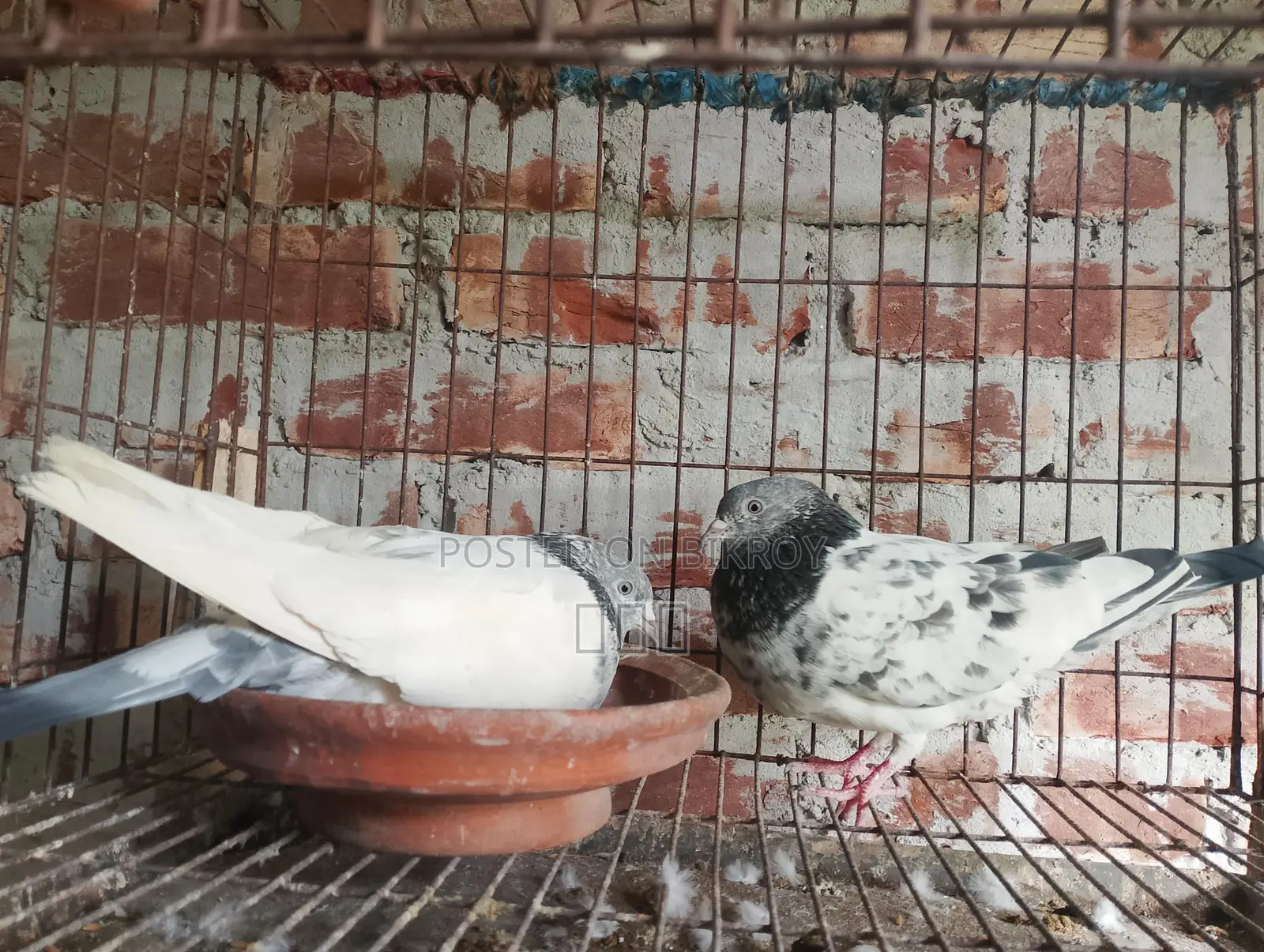 গোল্ডেন রানিং সেট