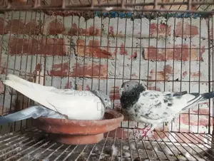 গোল্ডেন রানিং সেট