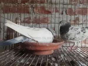 গোল্ডেন রানিং সেট