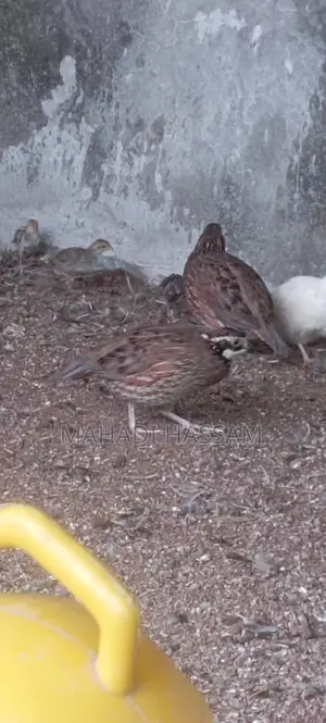 Northern Bobwhite Quail