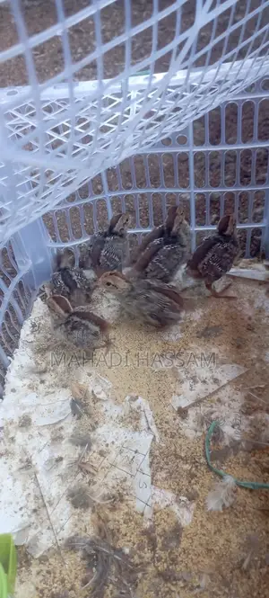 Northern Bobwhite Quail