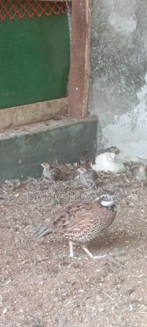 Northern Bobwhite Quail