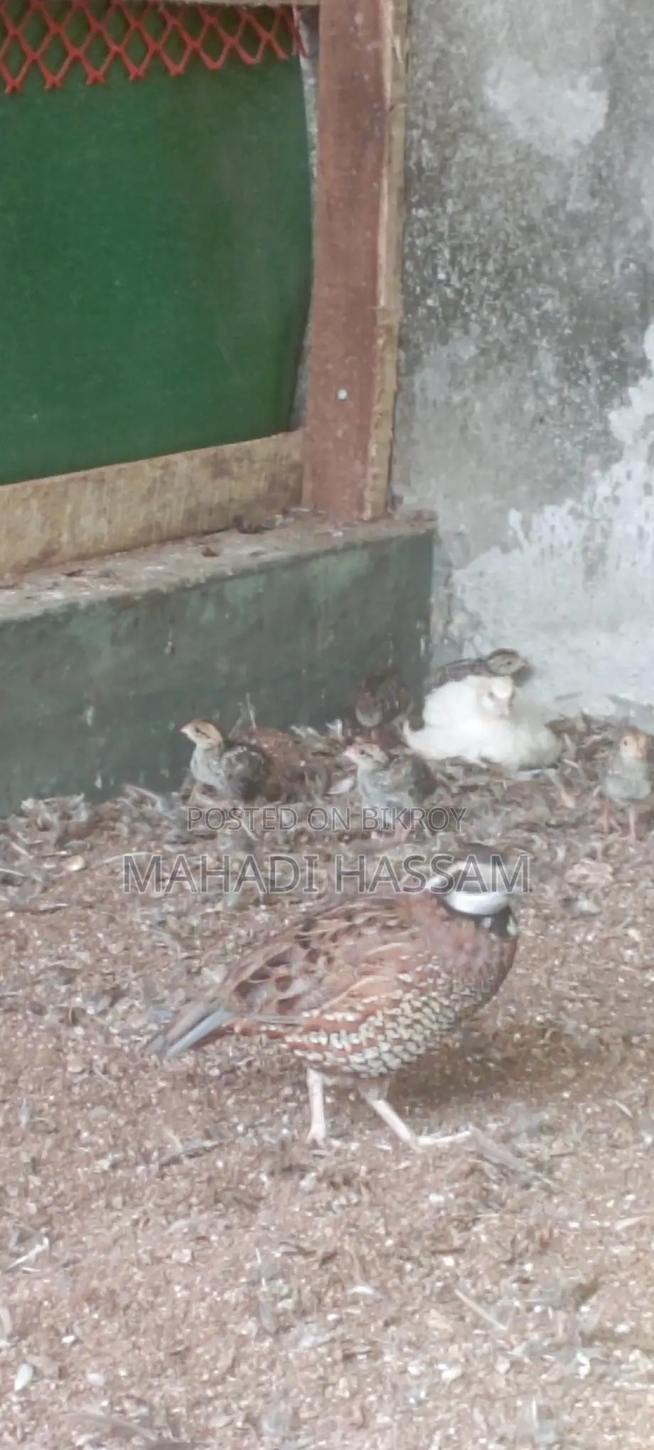Northern Bobwhite Quail