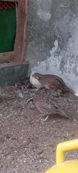 Northern Bobwhite Quail